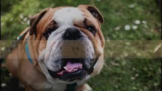 Chad Gadya - Video by David Sparr