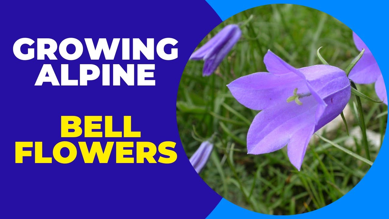 Growing Alpine Bellflowers Successfully from Seed YouTube