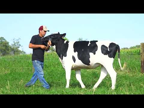 LOTE 116 NP7316