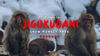 Jigokudani Snow Monkey Park in Winter | A Magical Day Trip from Nagano, Japan