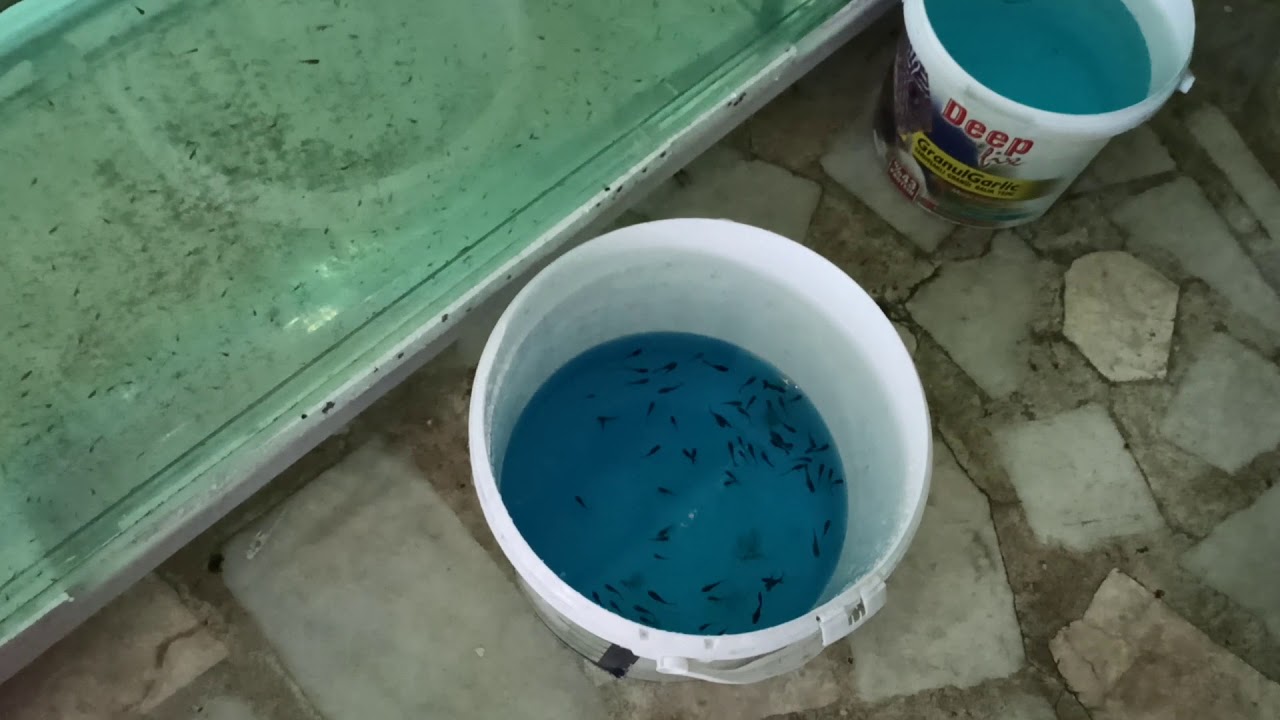 Kuyruk kısması ve erime tedavisi