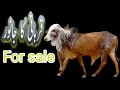 Qurbani ka janwar for sale  urwa information youtube chennel