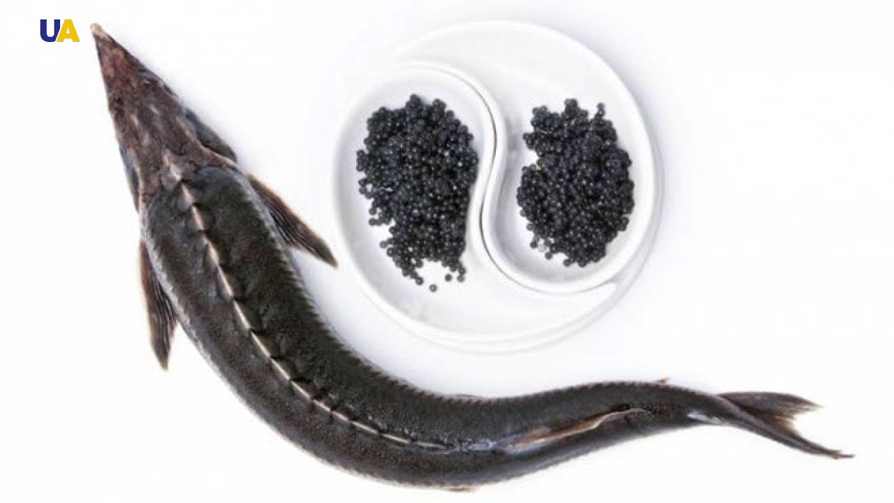 تعرفوا  على طريقة تربية أسماك  الحفش المنتجة للكفيار في أوكرانيا