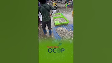 TIẾC ĐỨT RUỘT VỚI ĐỐNG CÁ RÔ NON  #dacsanvietnam #nongsanhuuco#shortvideo #shorts