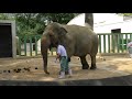 2018年6月12日 王子動物園のズゼのトレーニング 完全版
