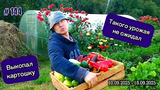 видео: Собираю урожай. Выкопал картошку - уродила столько и не ожидал. Готовлю КИСЛО-ГОРЬКИЙ сироп для ПЧЕЛ картинка: Собираю урожай. Выкопал картошку - уродила столько и не ожидал. Готовлю КИСЛО-ГОРЬКИЙ сироп для ПЧЕЛ