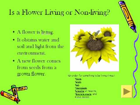 What are the differences between living and nonliving things?