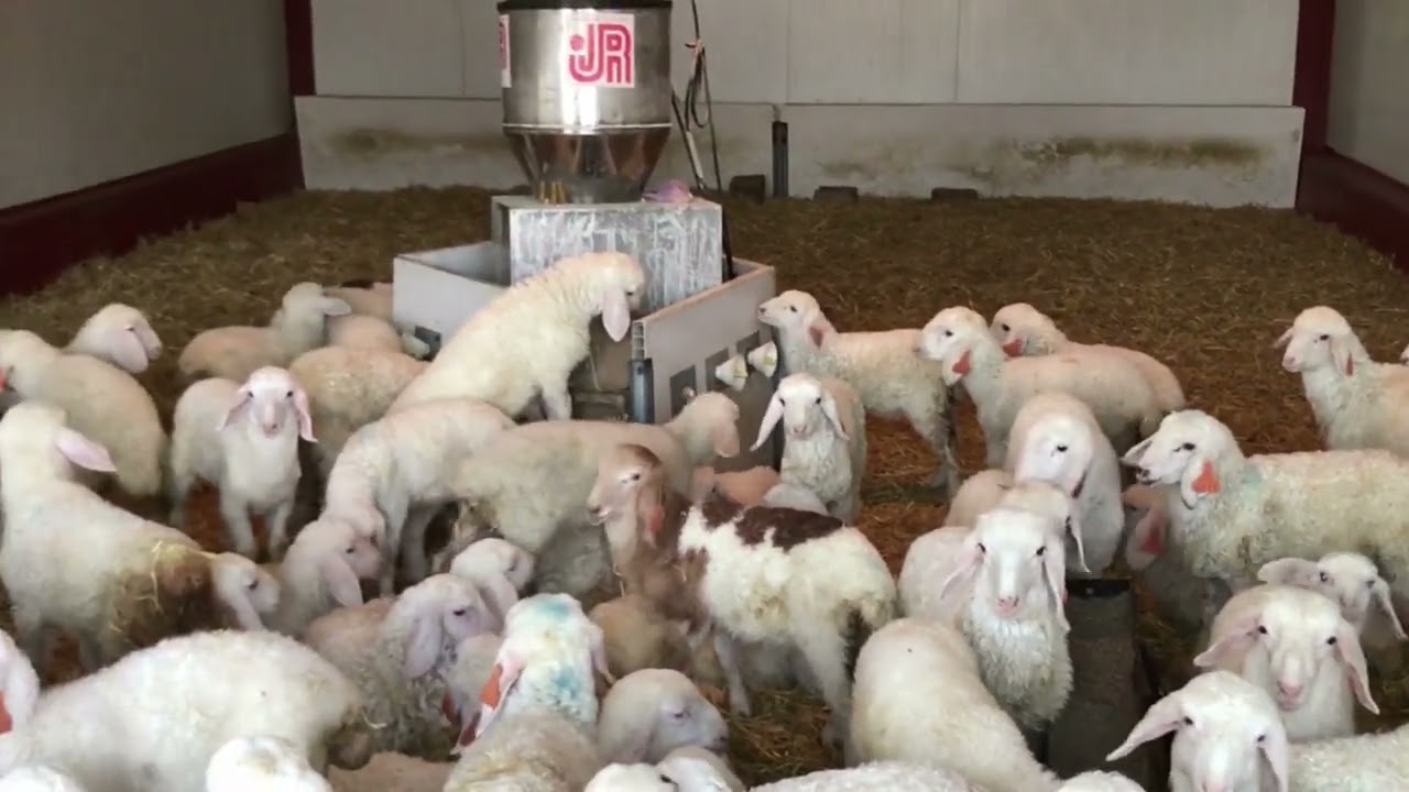 Ovino de leche Ganadería el Villar