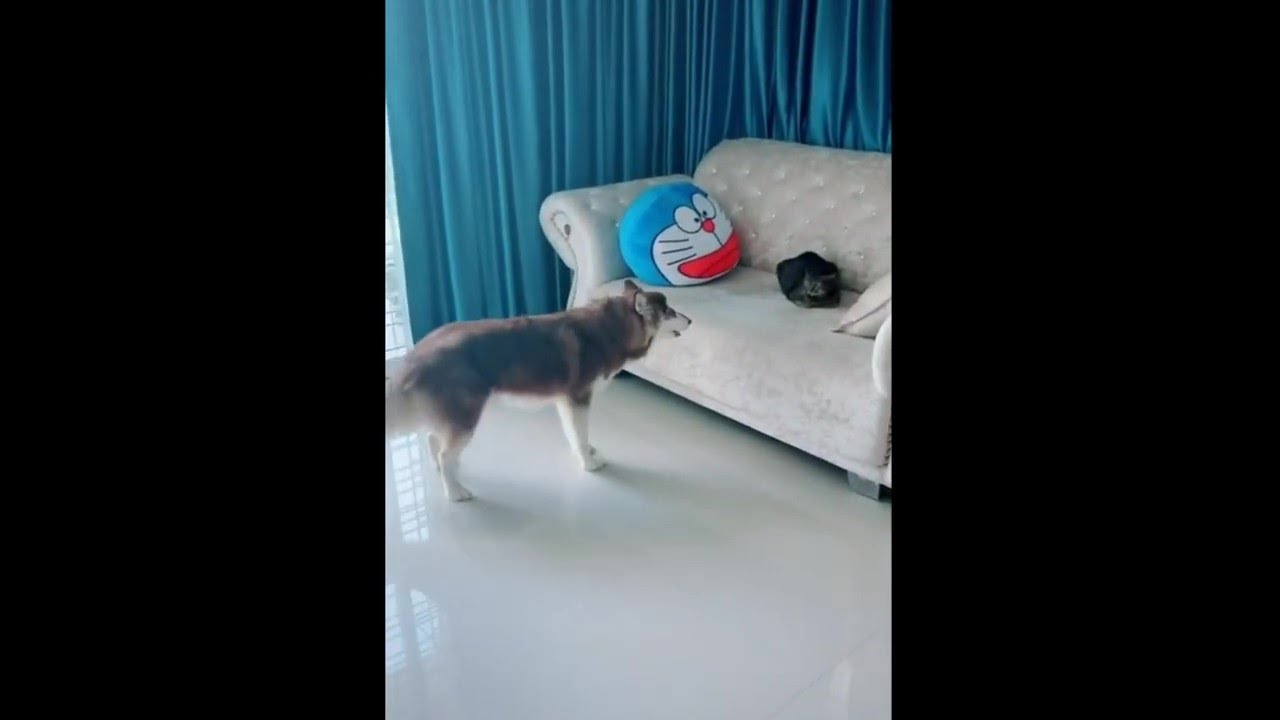 Funny cats vs dogs videos, funny pets 2021 YouTube