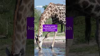 Buat Jerapah, Minum Jadi Hal Berbahaya, Bisa Kena Stroke
