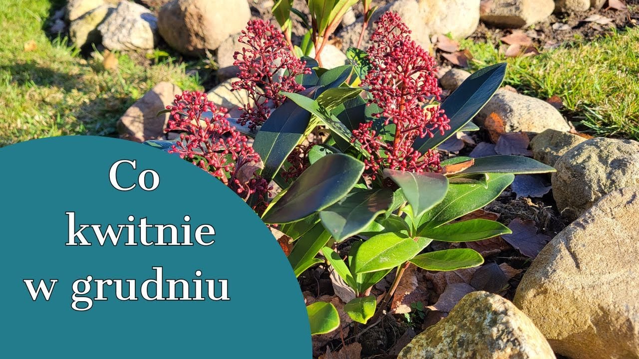 ЧТО ЦВЕТЕТ В ДЕКАБРЕ🌸 ВДОХНОВЕНИЕ ДЛЯ САДА🏵🌼