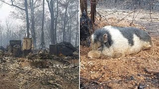 When A Wildfire Obliterated This Family’s Home, They Had Nothing Left – But Something Was Waiting…