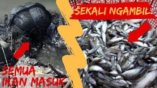 Download Lagu AMAZING..!!  Satu Kampung Ikan Tercyduk Semua