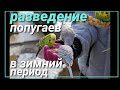 Попугаи высиживают птенцов в мороз!!!