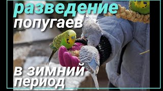 Попугаи высиживают птенцов в мороз!!!