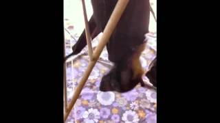 Baby Bats - Flying Foxes Cant Hang Yet