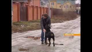 В зоне АТО брошенные животные погибают от голода В зоне АТО брошенные животные погибают от голода