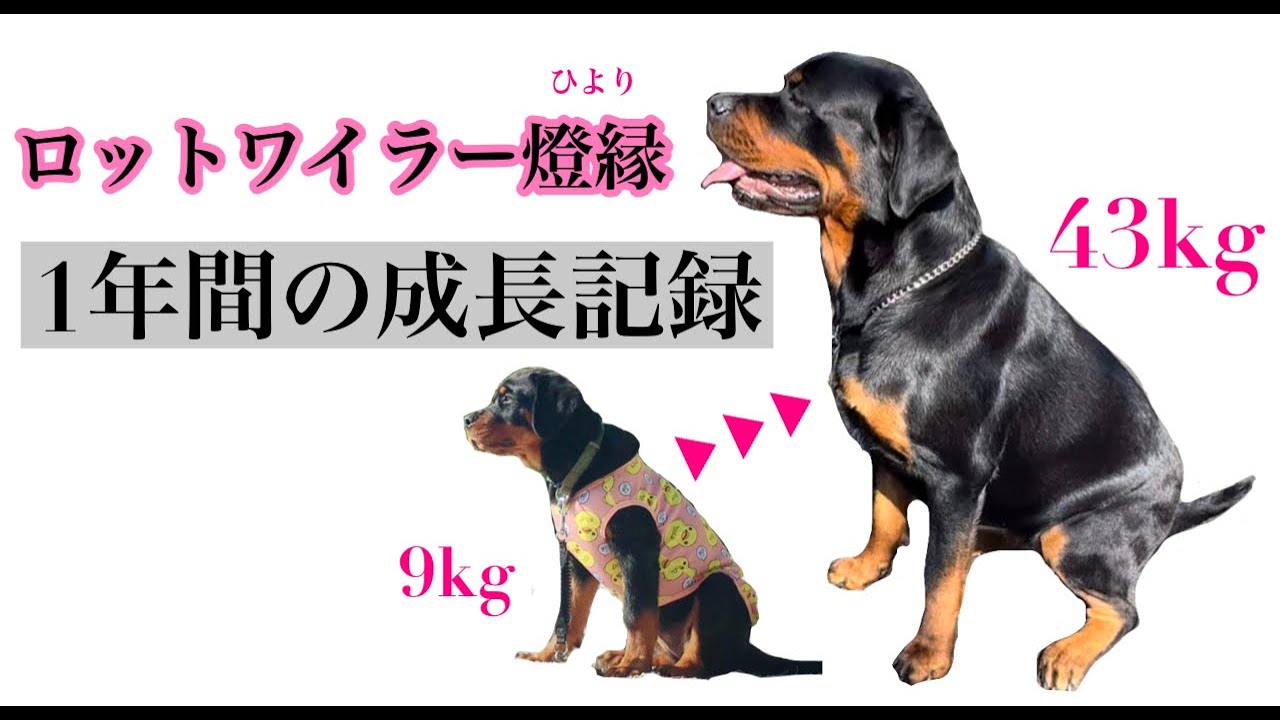 90s 00s Rottweiler 犬 ユーロ ゴールデンサイズ ストリート Rottweiler Touen - One year growth record - YouTube