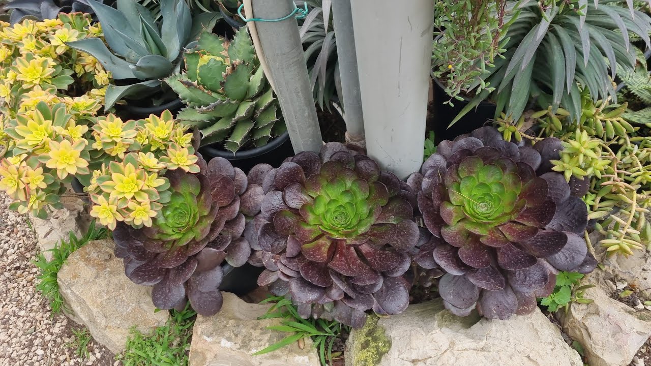 Flower Shopping = Instant Stress Relief! 🌸✨