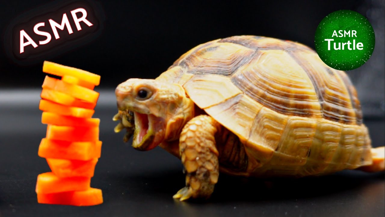 Turtle Tortoise Eating Carrot ASMR Mukbang🥕🐢 YouTube