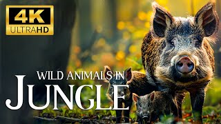 Captivating Wildlife Moments  Beautiful Animals Movie with Smooth Relax Piano Music