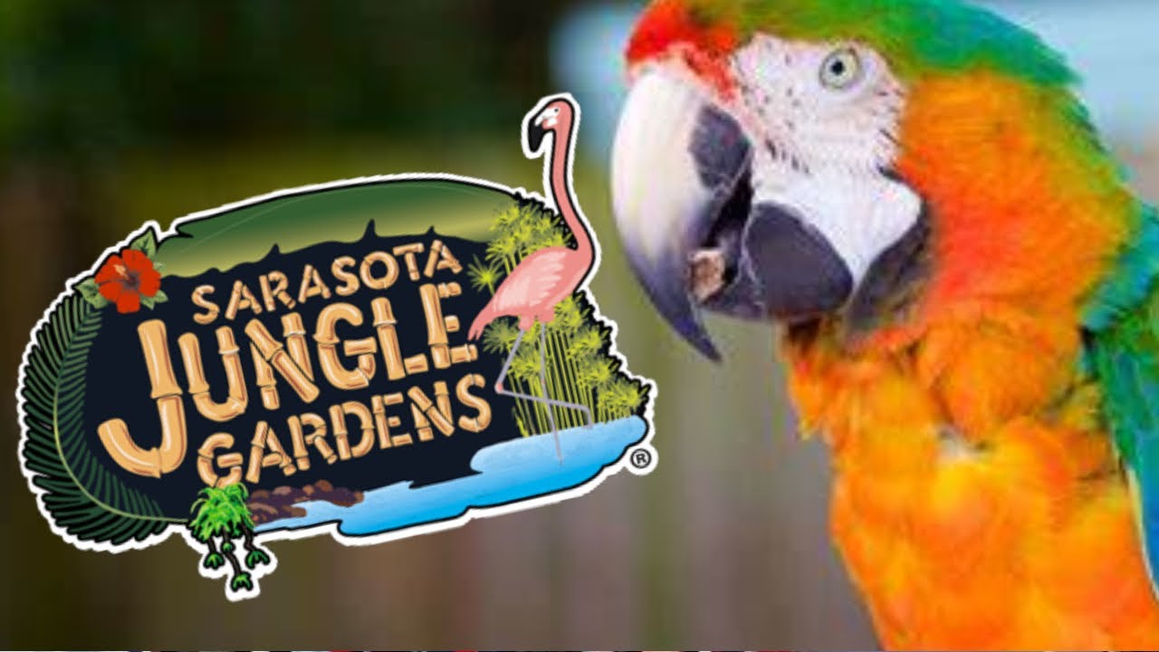 Sarasota Jungle Gardens Tour, Sarasota Florida YouTube
