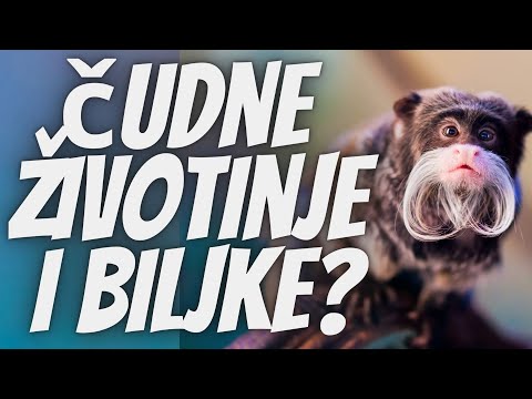 Čudne Životinje i Biljke: Australijski Mrav Buldog, Morski Leopard, Biljka Koja Jede Sve i Gljive