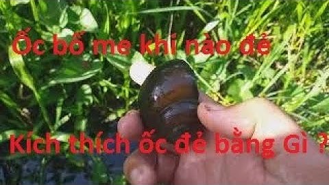 Thời gian ốc bươu đen đẻ bao lâu. Điều kiện gì kích ốc bươu đen đẻ