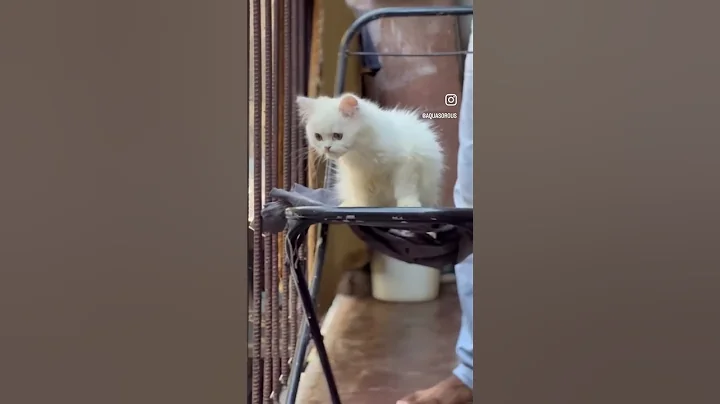 Watch the video about Adorable Persian cat 🐱 #persiancat #shorts #whitepersiancat #betta #bettacommunity