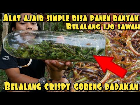Cara Membuat Belalang