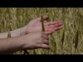 Séverinne et Bertrand Boitard producteurs de blés anciens en voie de disparition...