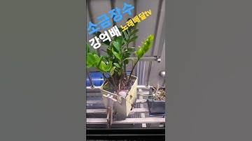 Thumbnail of 소금장수[강억배]
