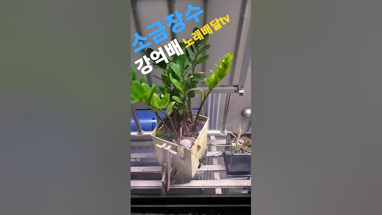 소금장수[강억배]