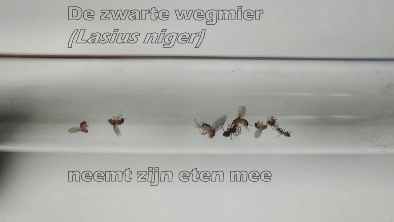 ants movie De zwarte wegmier (Lasius niger) neemt zijn eten mee 1 (4x versneld)