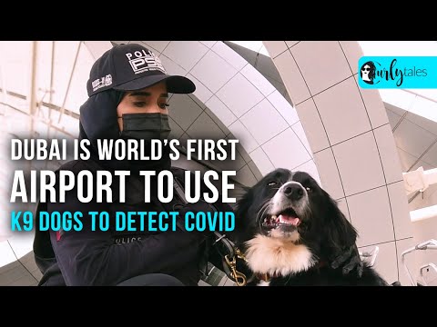 World's First Airport To Use K9 Dogs To Detect Covid | Curly Tales