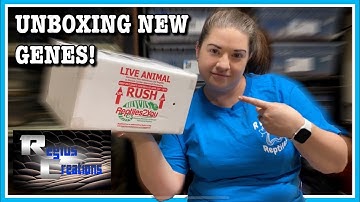 NEW FEMALES FROM REGIUS CREATIONS!! Ball Python Unboxing | New Reptile Pickup | Ball Python Breeding