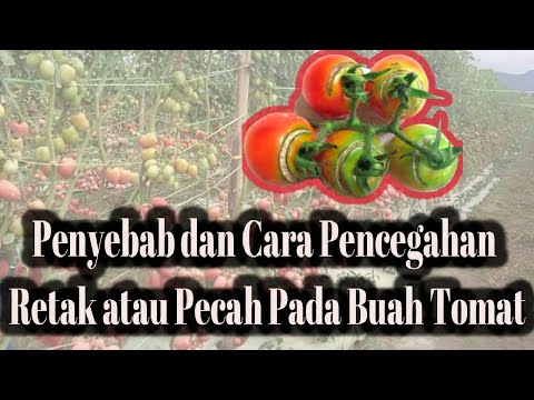 Video: Mengapa Tomat Retak Dan Pecah (di Semak Di Lapangan Terbuka Dan Di Rumah Kaca), Apa Yang Harus Dilakukan