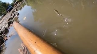 Watch this fish hop across the surface of water and climb on land