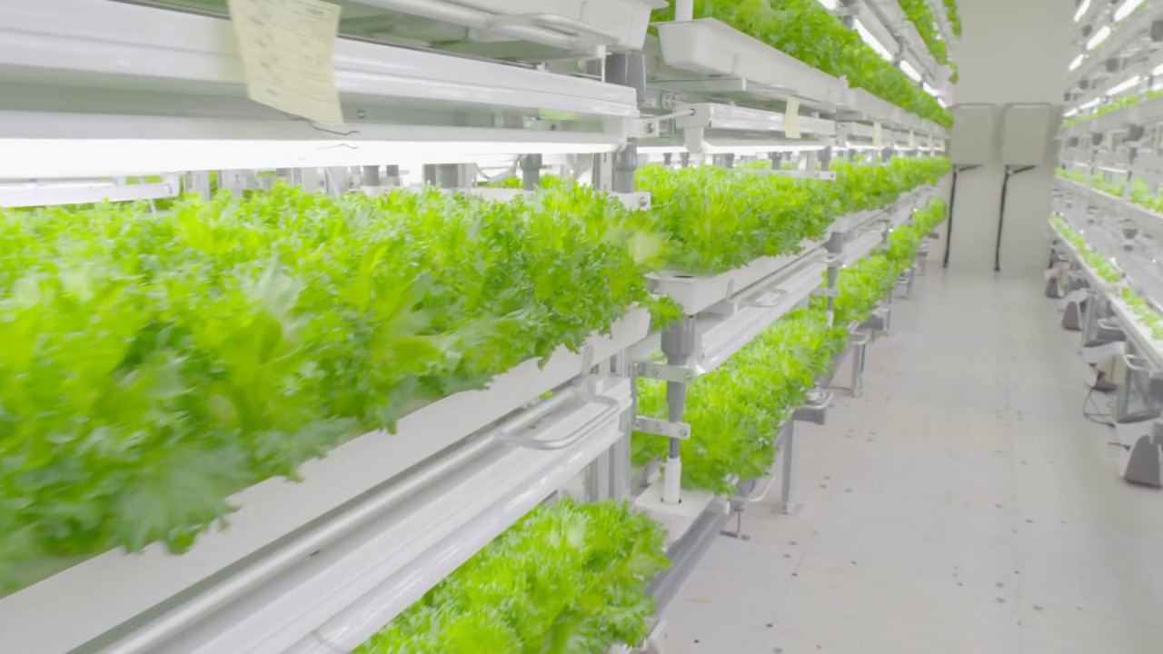 ICT】会津若松Akisaiやさい工場：ICT×農業が生み出す低カリウムレタス