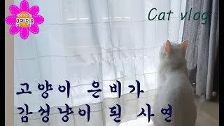 Cat Vlog_고양이 은비가 감성냥이 된 사연