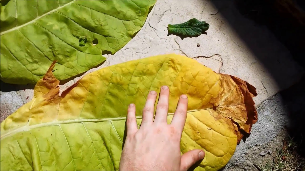 what do tobacco leaves look like Harvesting Tobacco Leaves