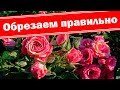 Весенняя обрезка бордюрных роз. Как правильно сформировать куст розы