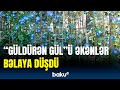 Bu gülü əkənlər həbs olunacaq | “Güldürən gül”ün qeyri-adi sirri