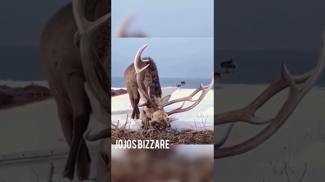 Deer fight gone wrong? 😂