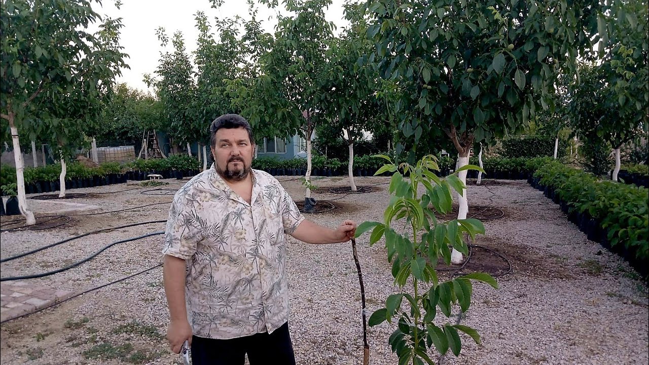 BİR VE İKİ YAŞ FİDANLARDA BAKIM