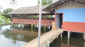 Pelihara ayam petelur di atas kolam ikan | kandang ayam di atas kolam keuntungan Dobel