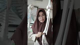 Rangka anggota gerak bawah (IPA kls 5)