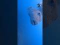 STAR PUFFER medium-sized fish which grows up to 120 cm  in length.#ocean #pufferfish#underwatermonk