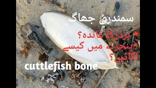 How to Attach a Cuttlebone to a Bird Cage and its Benefits