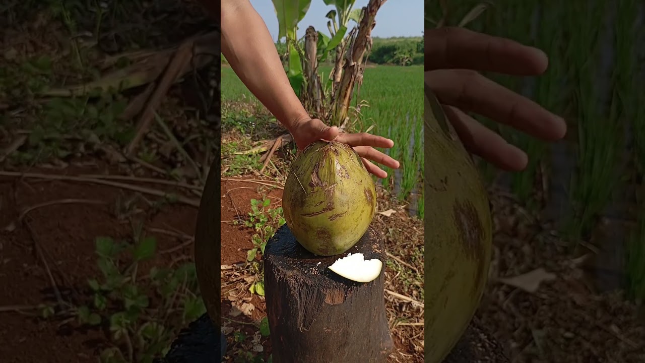The perfect knife for coconut peeling 